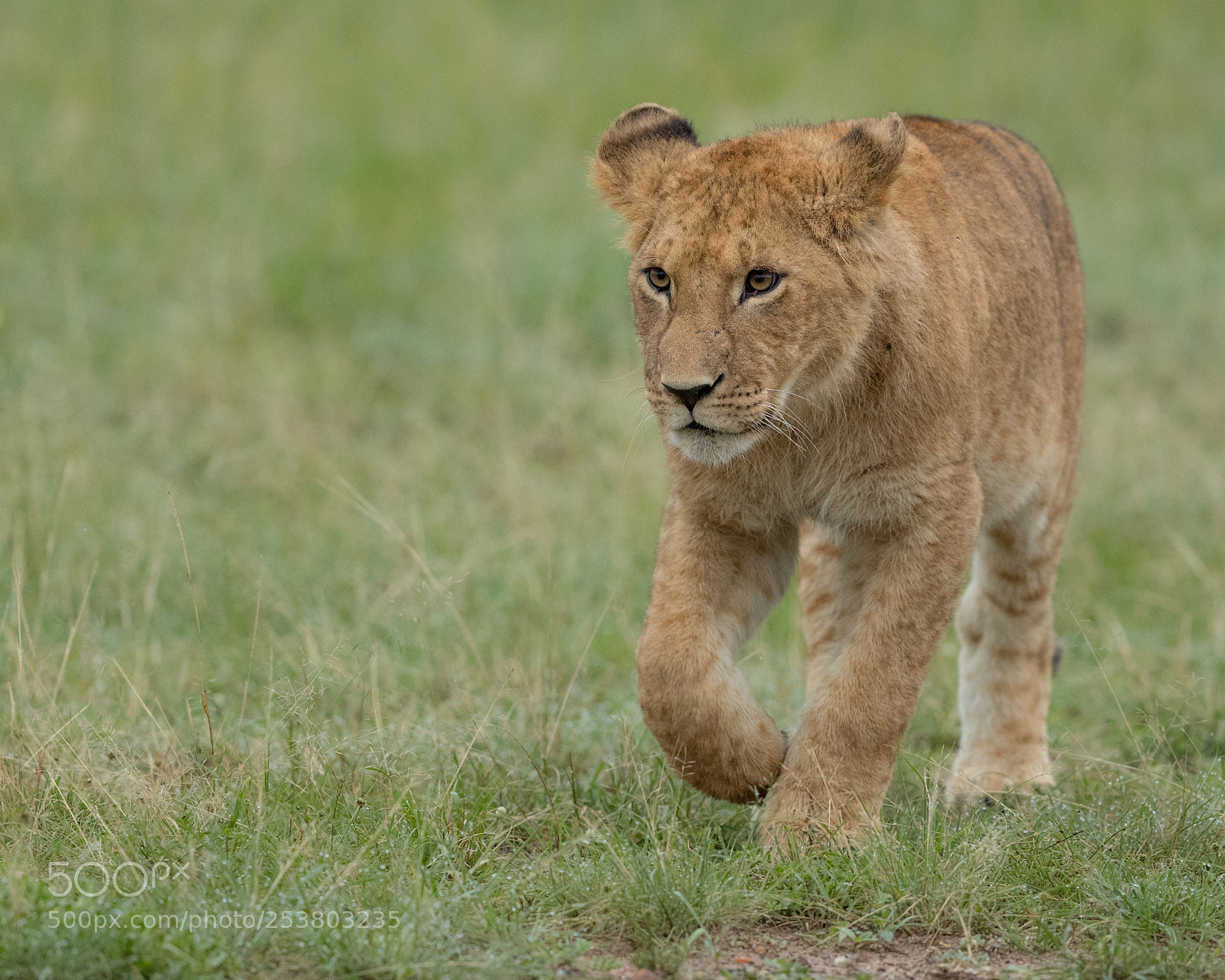 Canon EOS-1D X Mark II sample photo. Lion cub photography