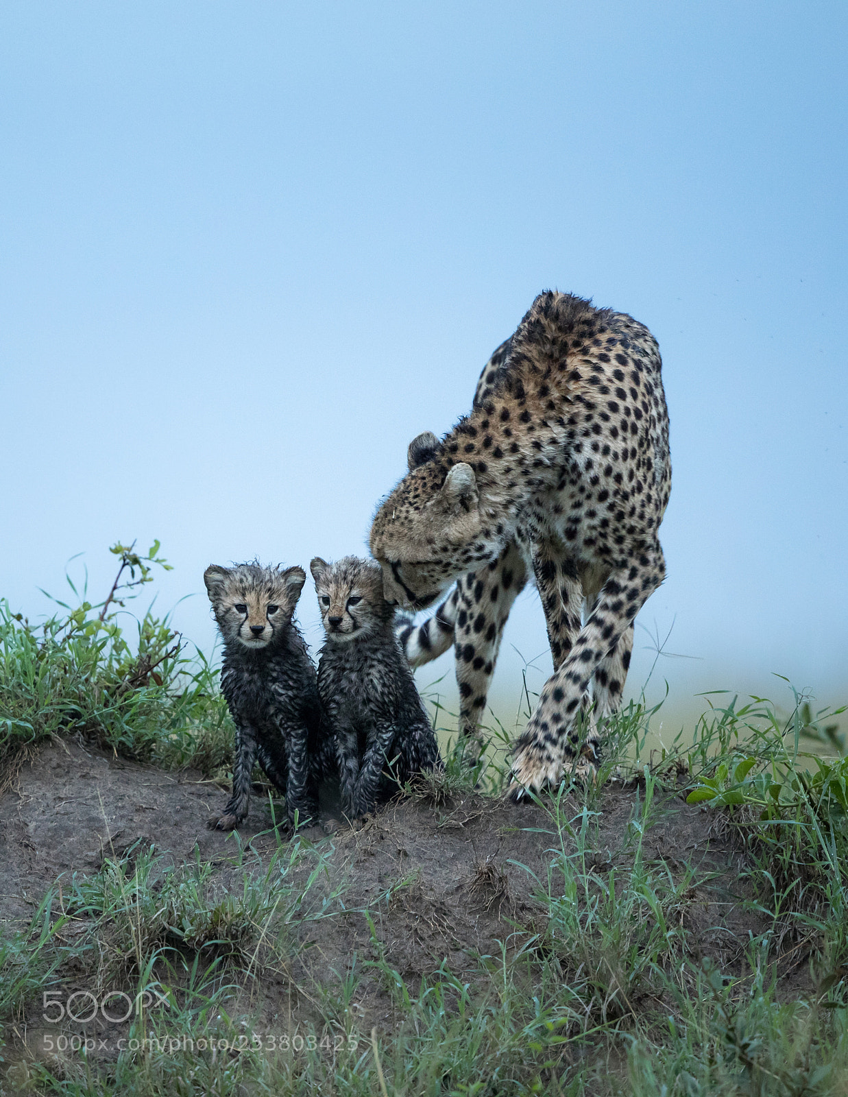 Canon EOS-1D X Mark II sample photo. Imani and cubs. photography