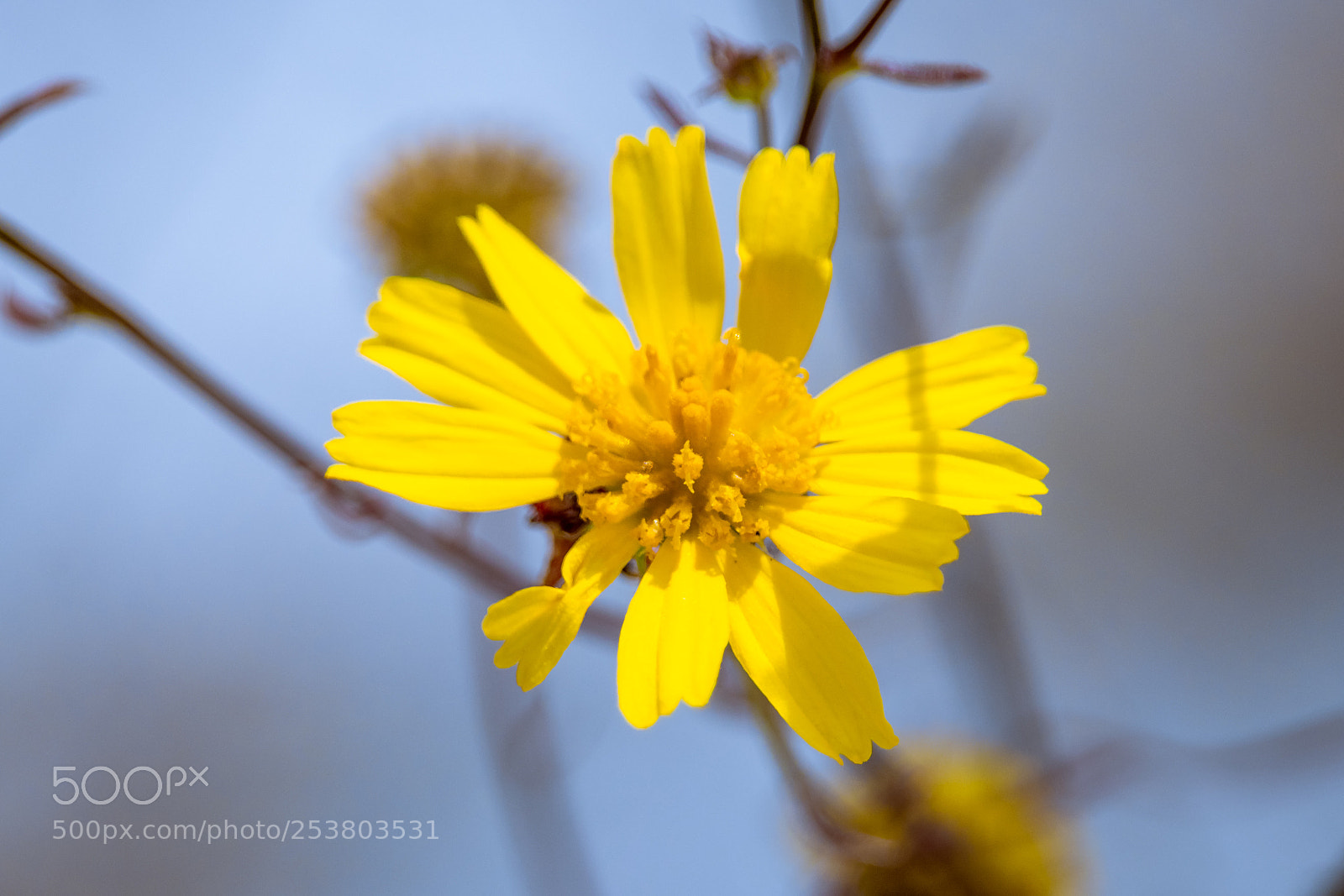 Canon EOS 80D sample photo. Lone flower photography