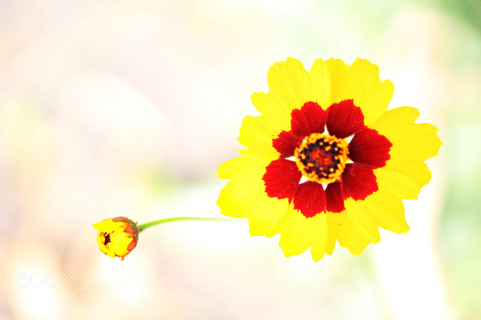Canon EOS 1300D (EOS Rebel T6 / EOS Kiss X80) sample photo. Yellow vitality. photography