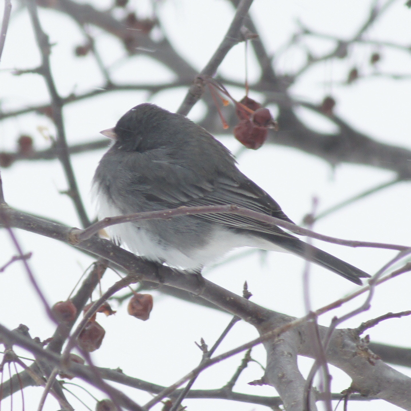 Sony SLT-A35 sample photo. Blizzard bird photography