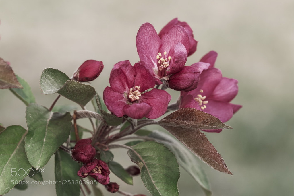 Canon EOS 70D sample photo. Spring red photography