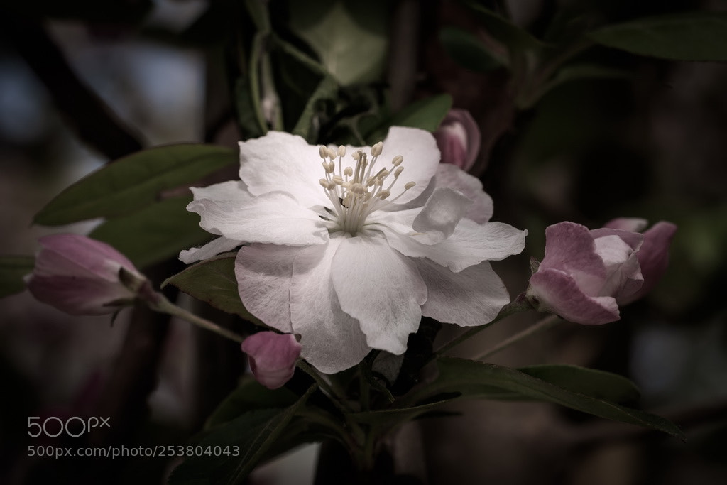 Canon EOS 70D sample photo. Spring white photography