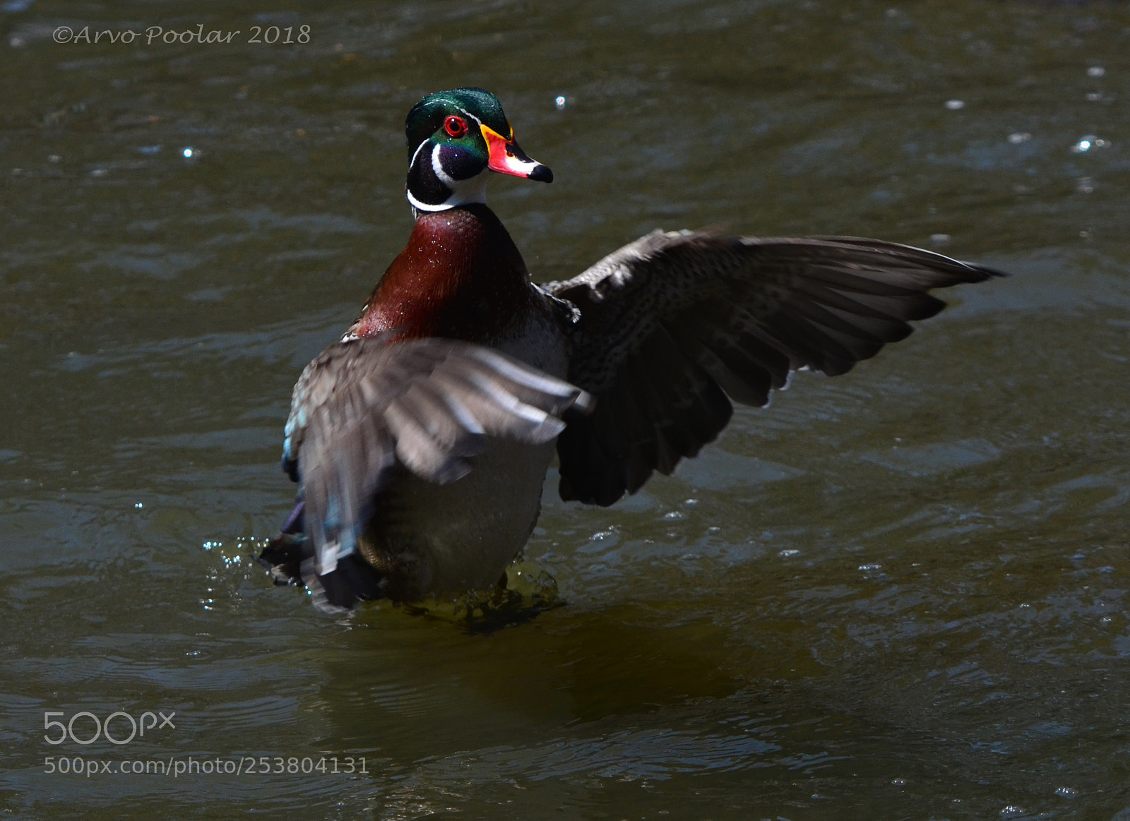 Nikon D7000 sample photo. Toronto's high park wood photography