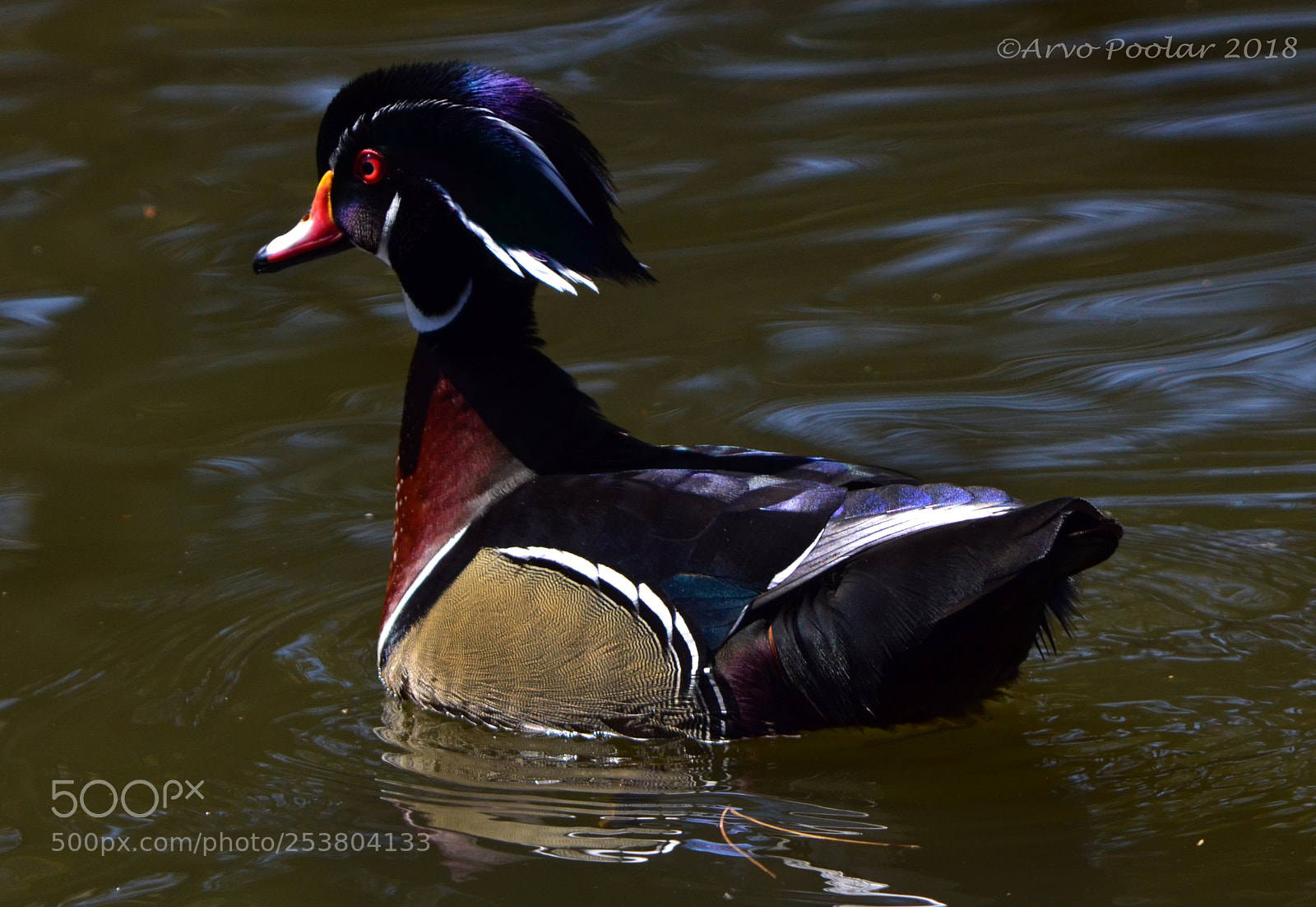 Nikon D7000 sample photo. Toronto's high park wood photography