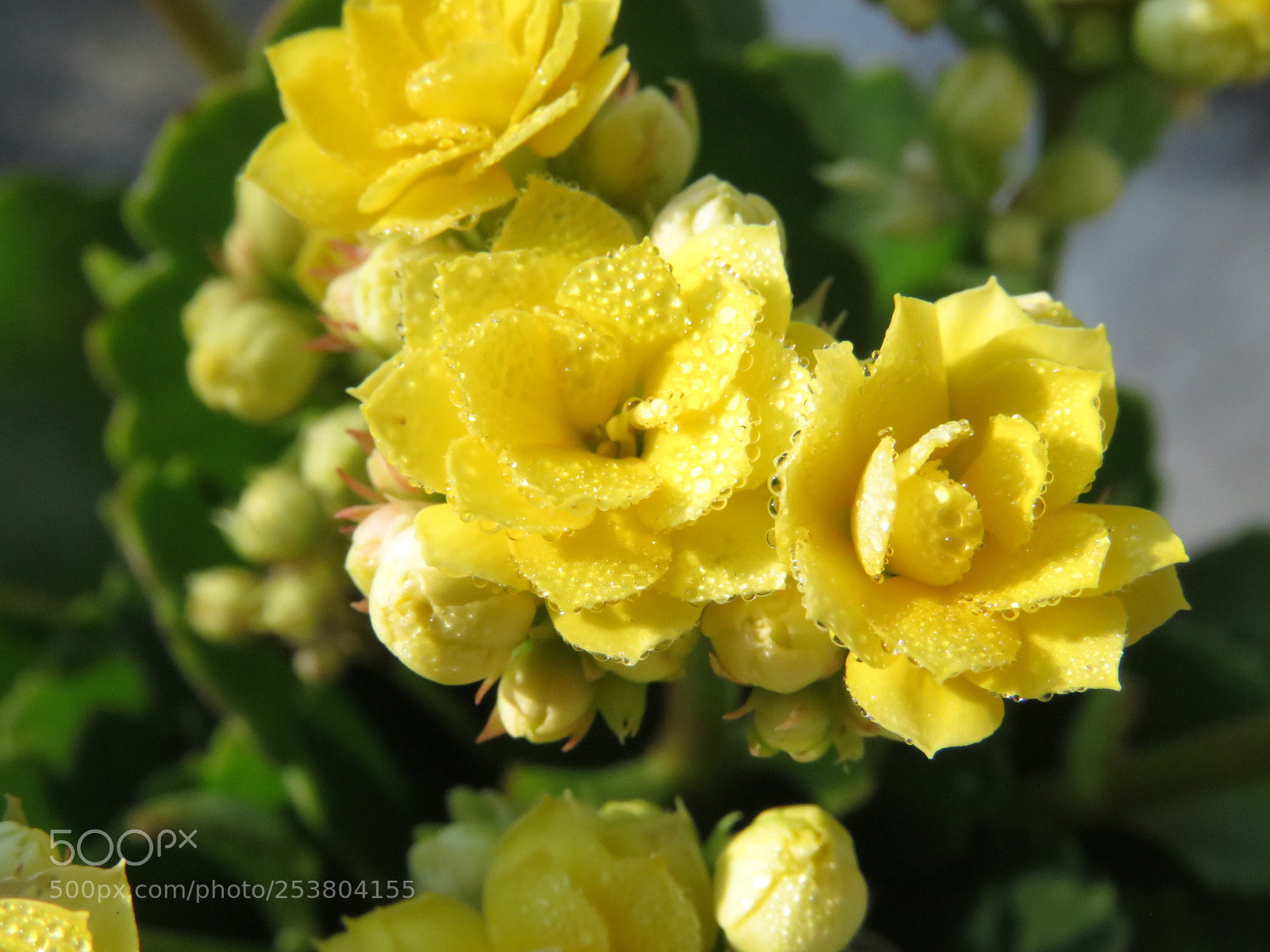 Canon PowerShot SX60 HS sample photo. Yellow kalanchoe photography