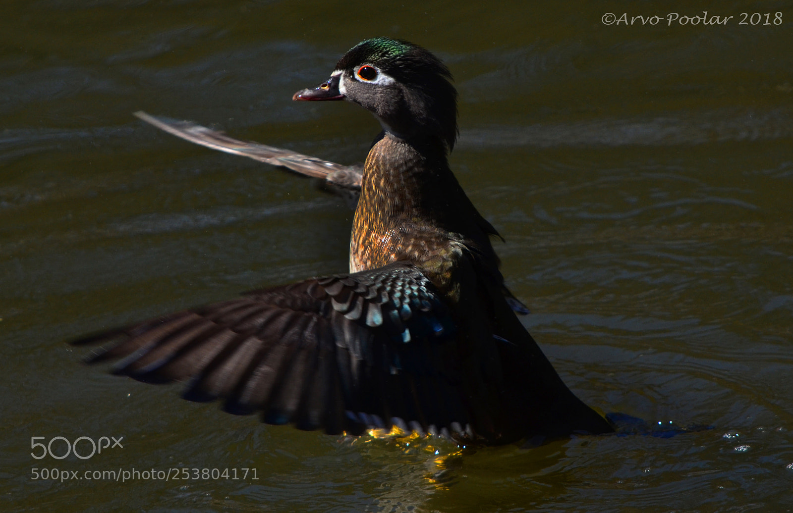 Nikon D7000 sample photo. Toronto's high park wood photography