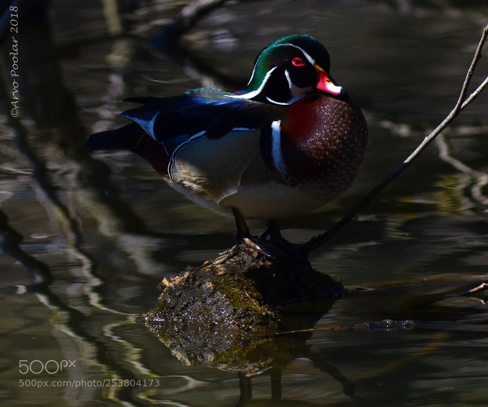 Nikon D7000 sample photo. Toronto's high park wood photography