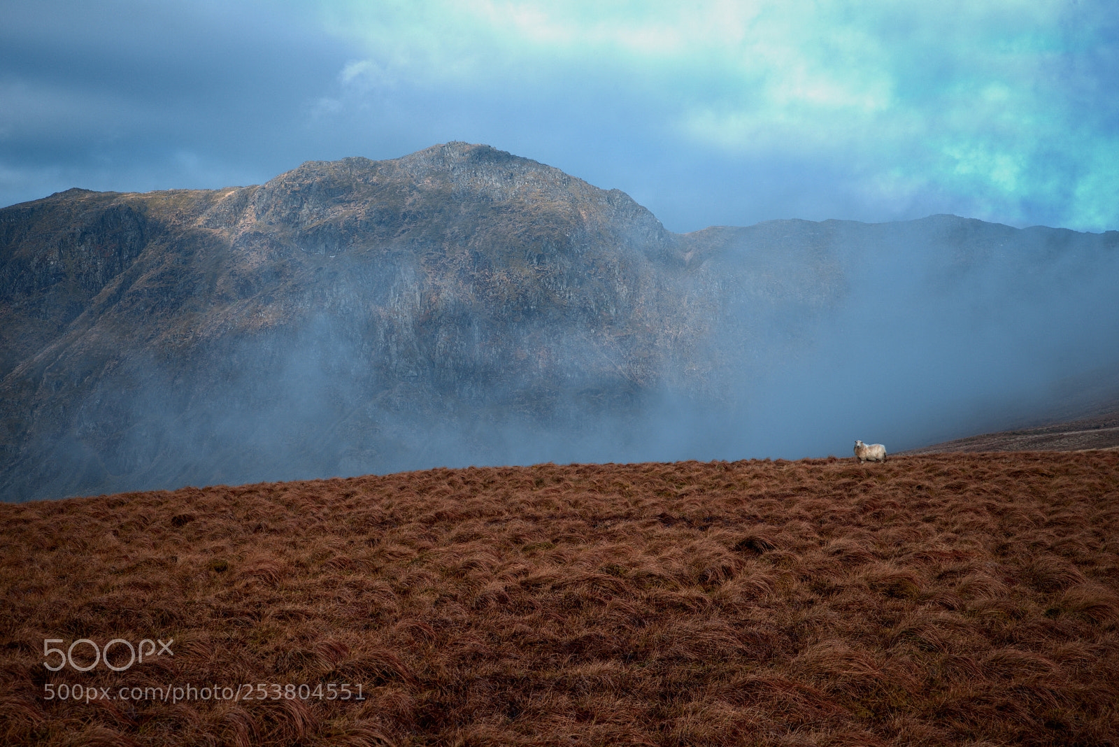 Nikon D610 sample photo. Encounter on a trail photography