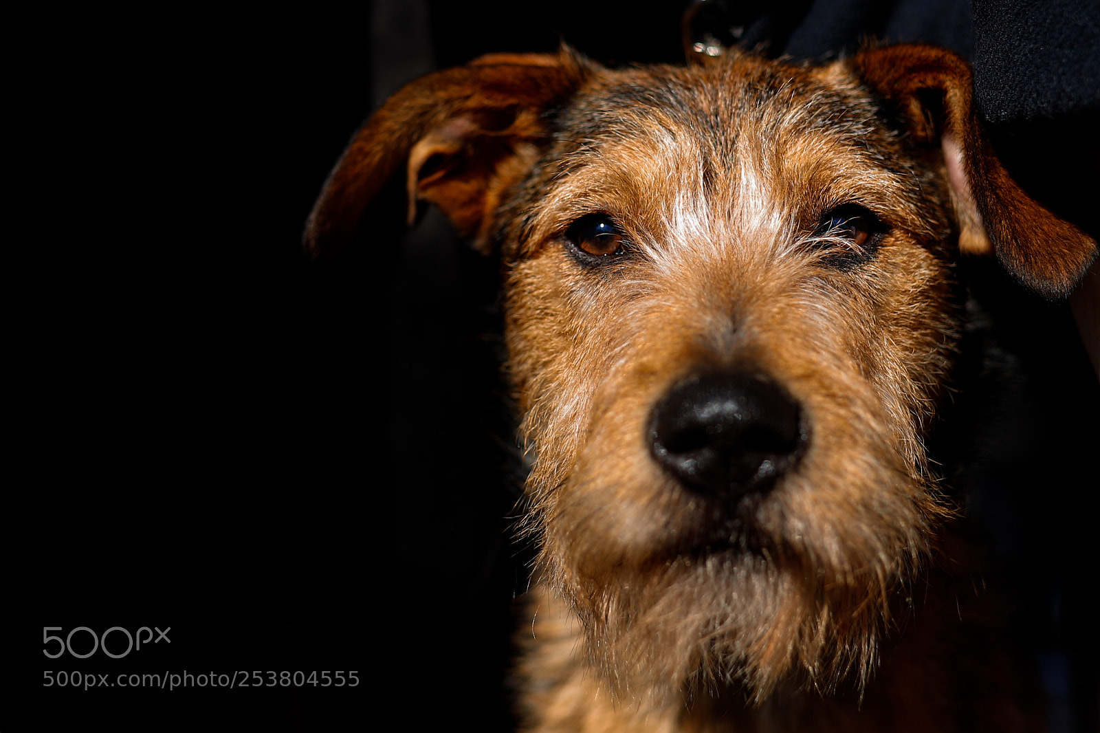 Canon EOS 6D Mark II sample photo. Friend forever photography
