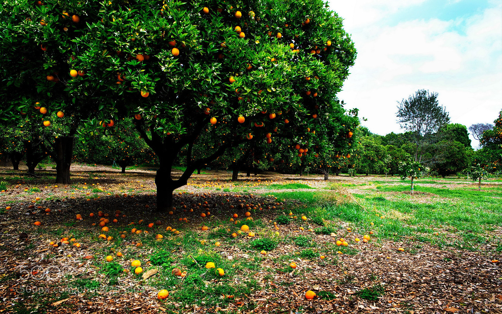 Fujifilm X-T2 sample photo. Huntington oranges photography