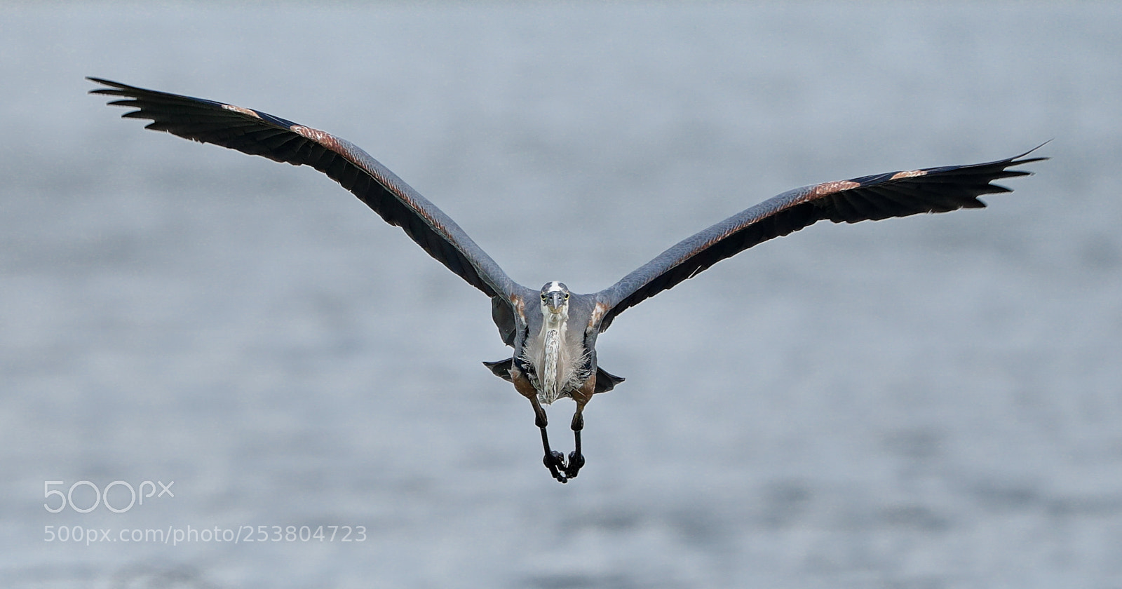 Canon EOS-1D X Mark II sample photo. 04-15-18-0012715.jpg photography