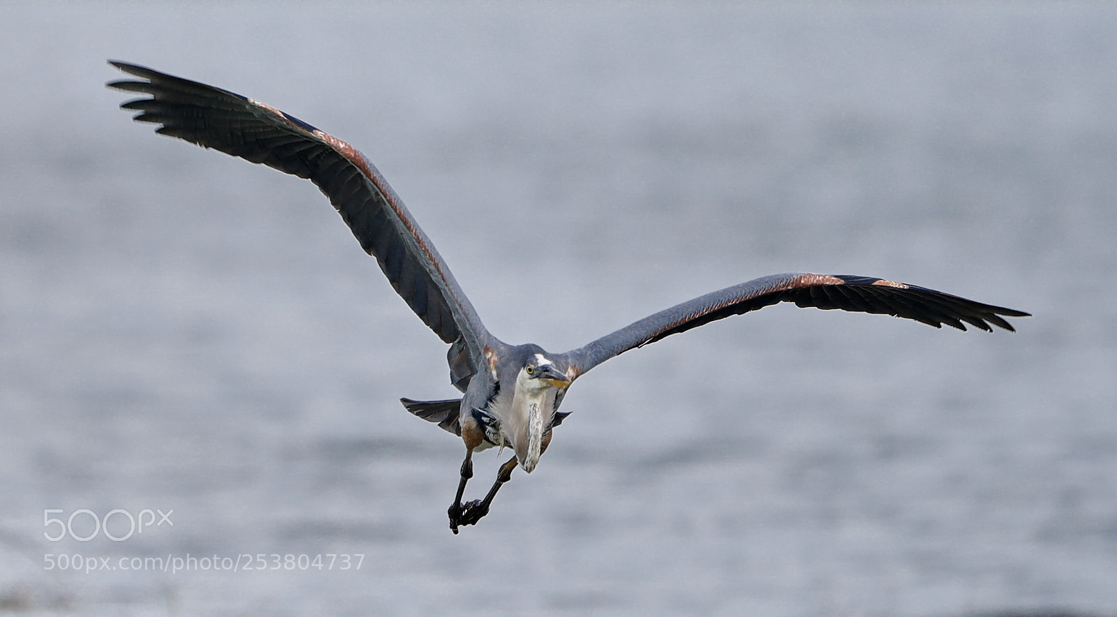 Canon EOS-1D X Mark II sample photo. 04-15-18-0012713.jpg photography
