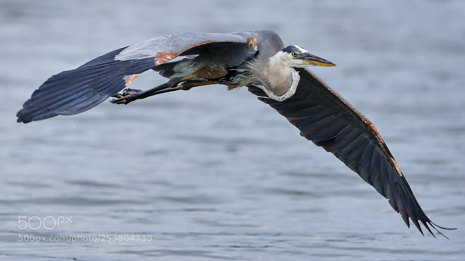 Canon EOS-1D X Mark II sample photo. 04-15-18-0012710.jpg photography