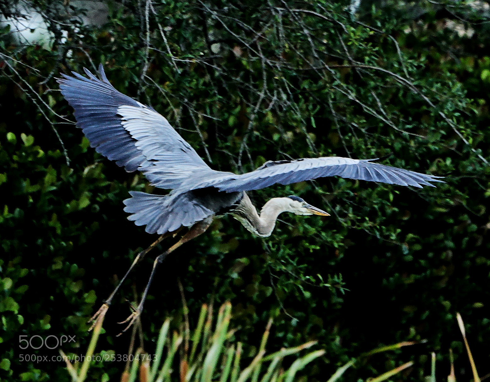 Canon EOS-1D X Mark II sample photo. 04-15-18-0012696.jpg photography