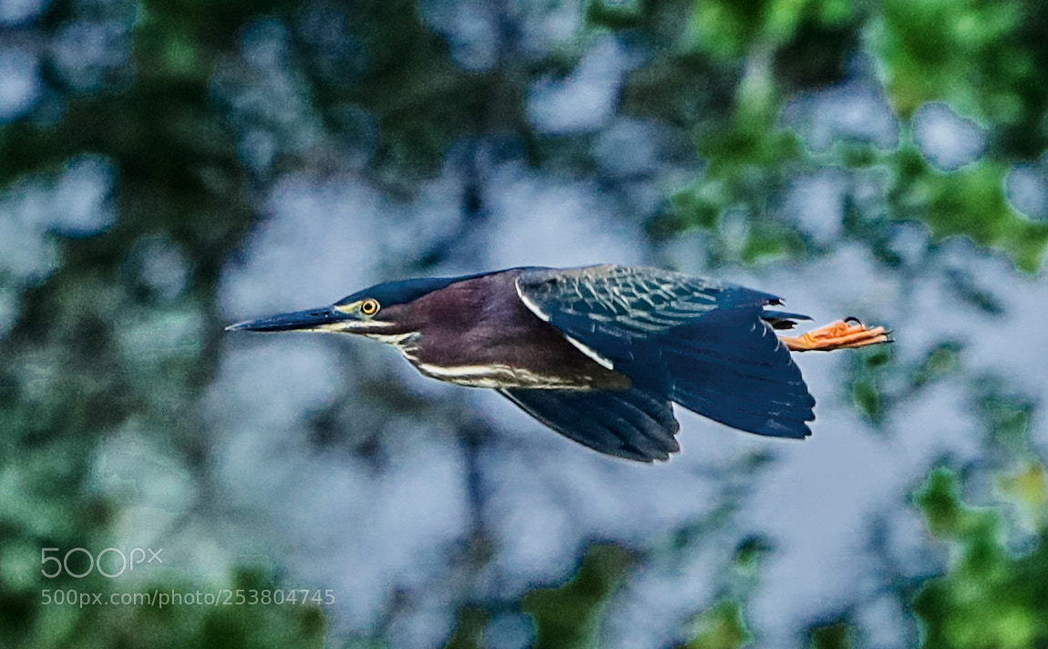 Canon EOS-1D X Mark II sample photo. 04-15-18-0012692.jpg photography