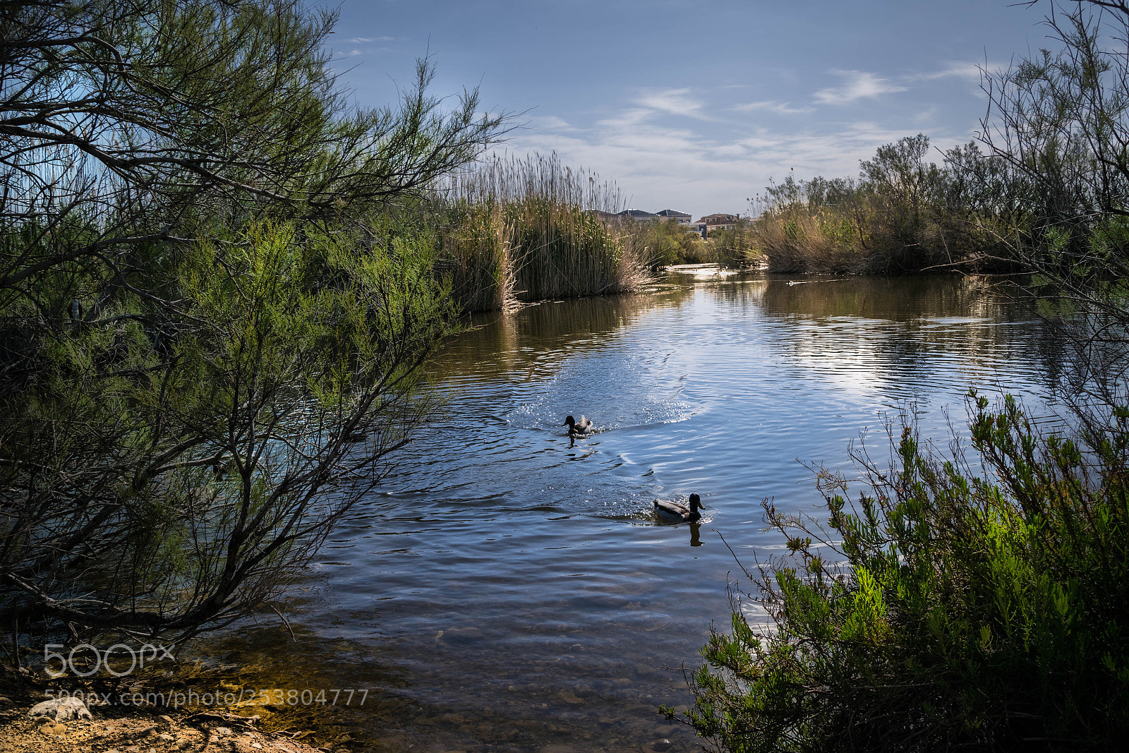Nikon D5300 sample photo. Patos photography