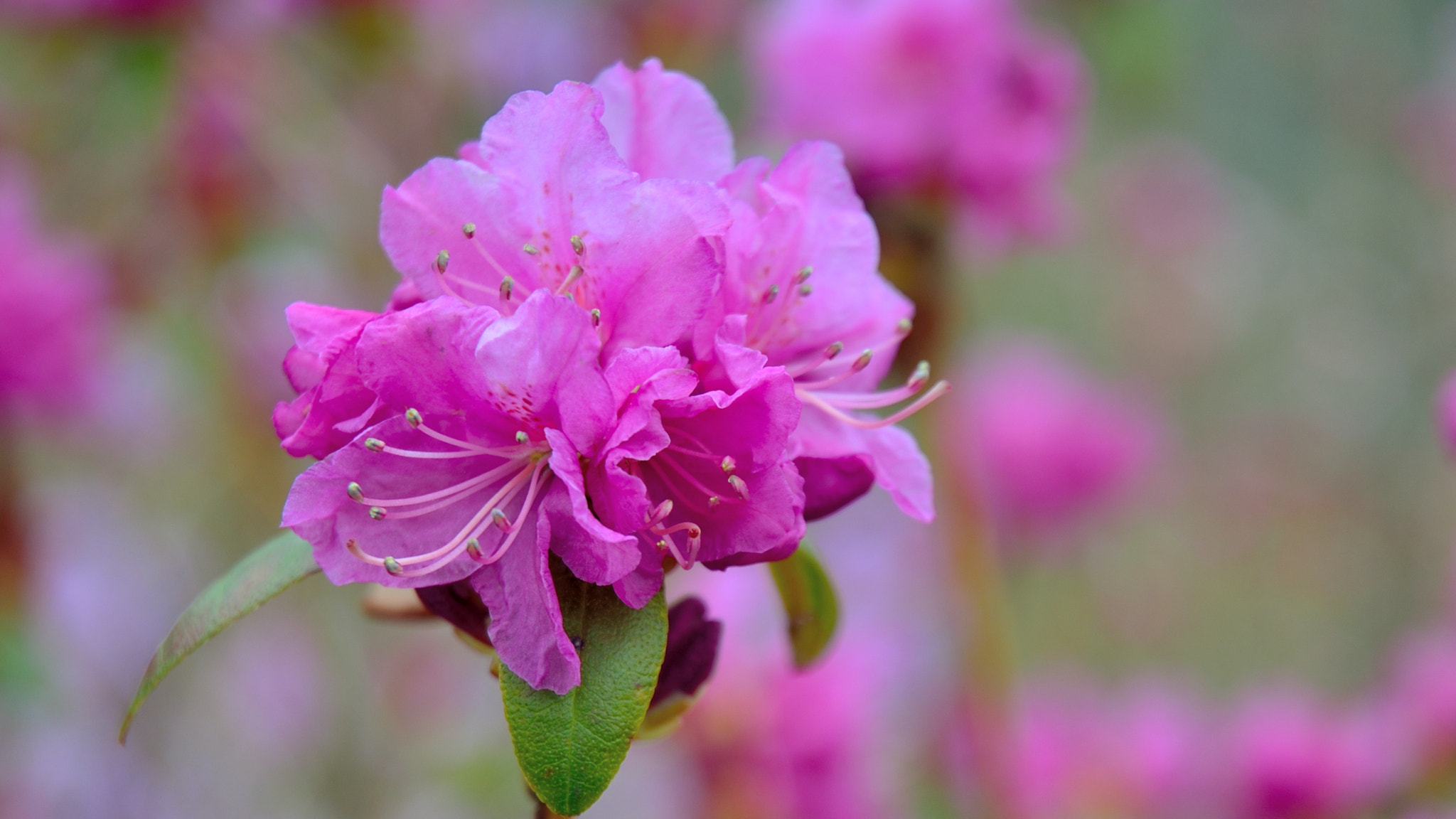 Nikon D5100 sample photo. Azalea portrait ii photography