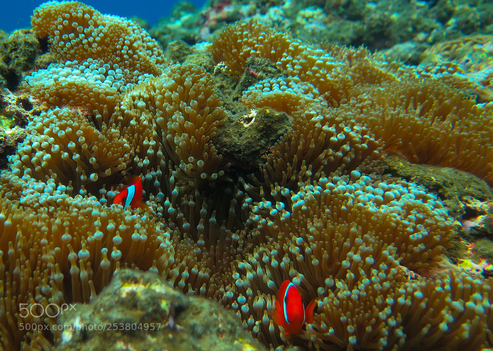 Canon PowerShot G16 sample photo. Oneband anemonefish photography