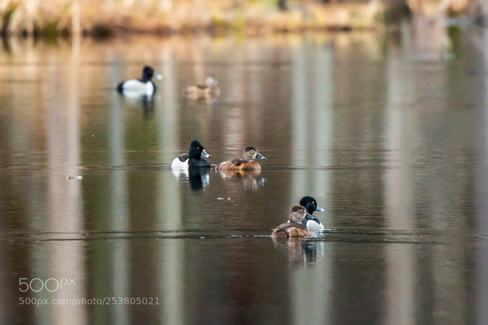 Canon EOS 70D sample photo. Ring-necked ducks photography