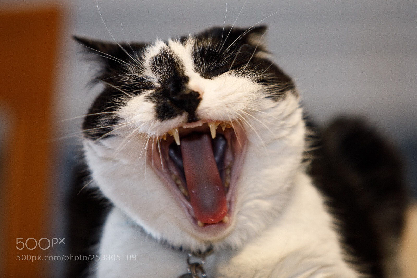 Canon EOS 5D Mark IV sample photo. Romeo has strong opinions photography