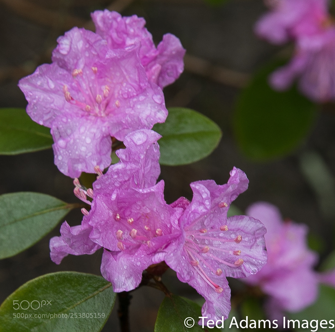 Canon EOS 5D Mark IV sample photo. Spring flower photography