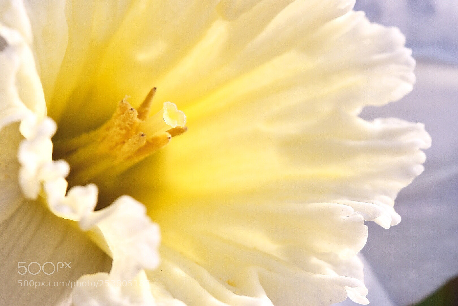Nikon D5600 sample photo. Daffodils softness  photography