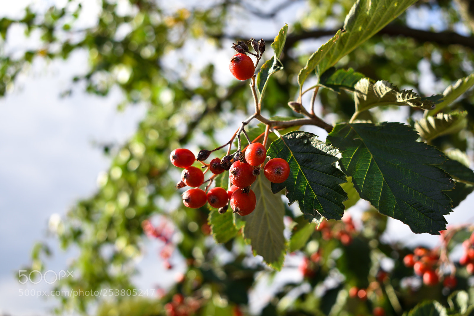 Nikon D3400 sample photo. Rowanberrys photography
