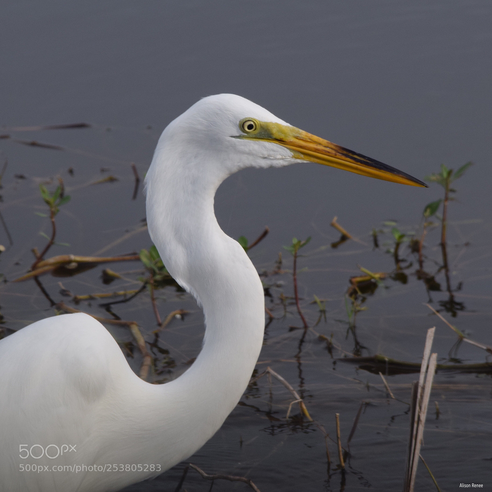 Nikon D3300 sample photo. Great egret photography