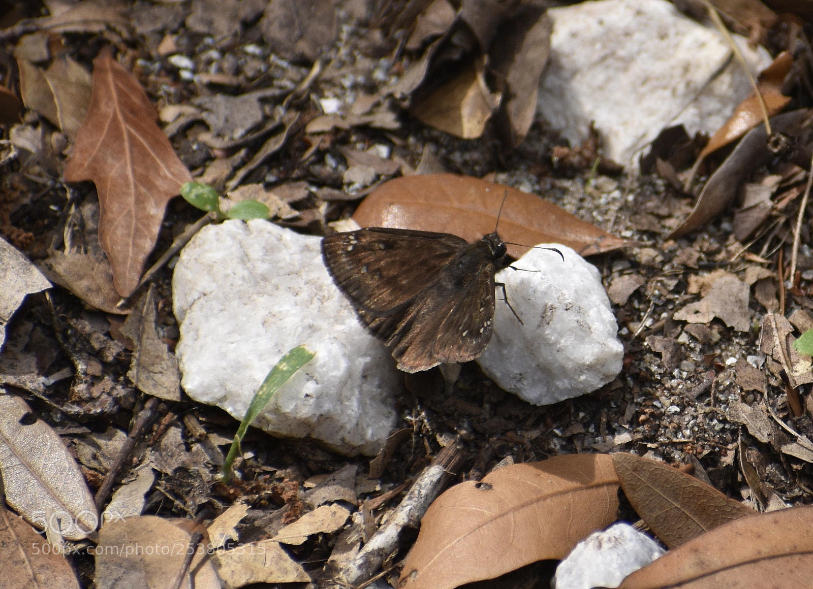 Nikon D5500 sample photo. Horace's duskywing photography