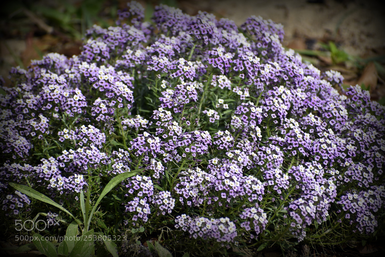Nikon D5500 sample photo. Purple alyssum photography