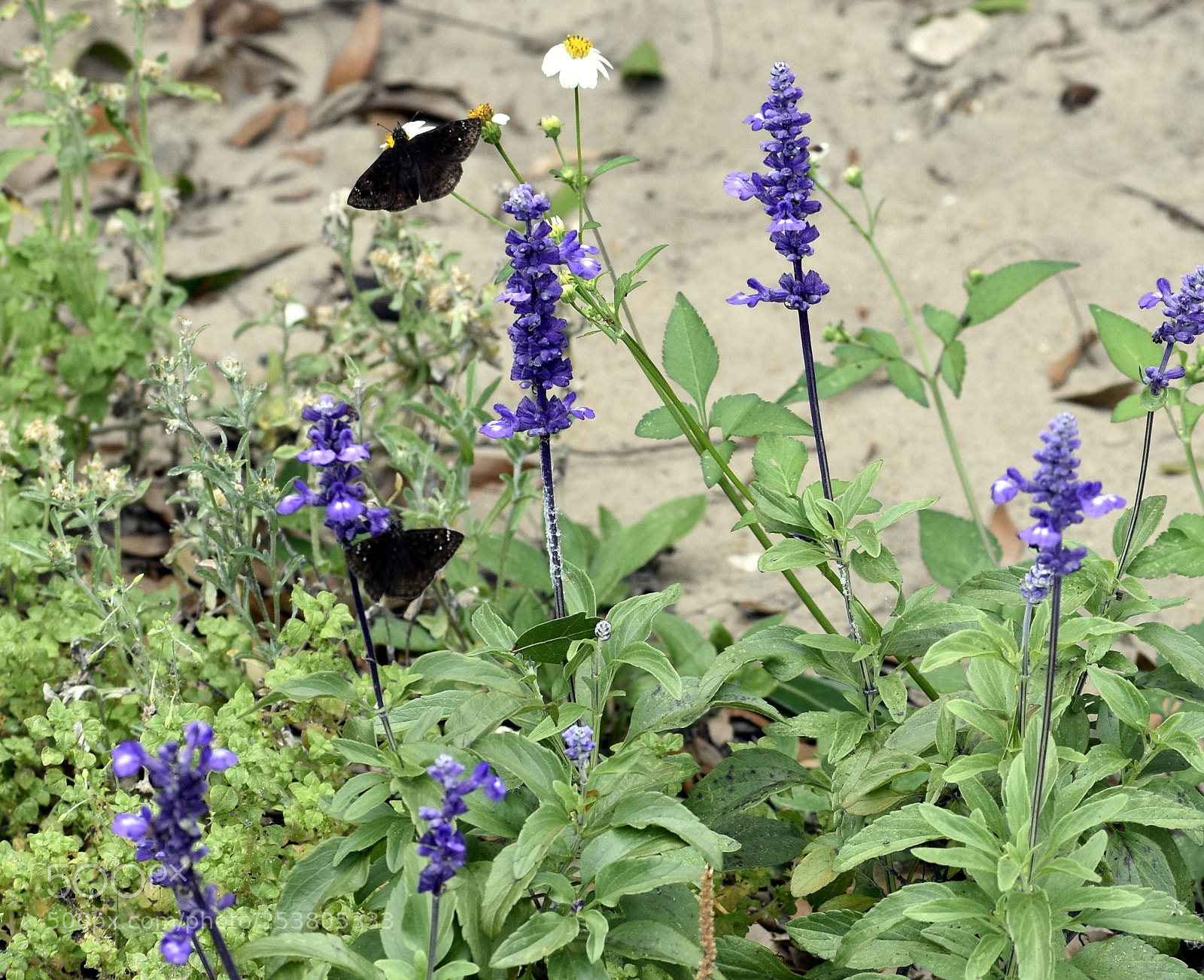 Nikon D5500 sample photo. Zarucco duskywings on salvia photography