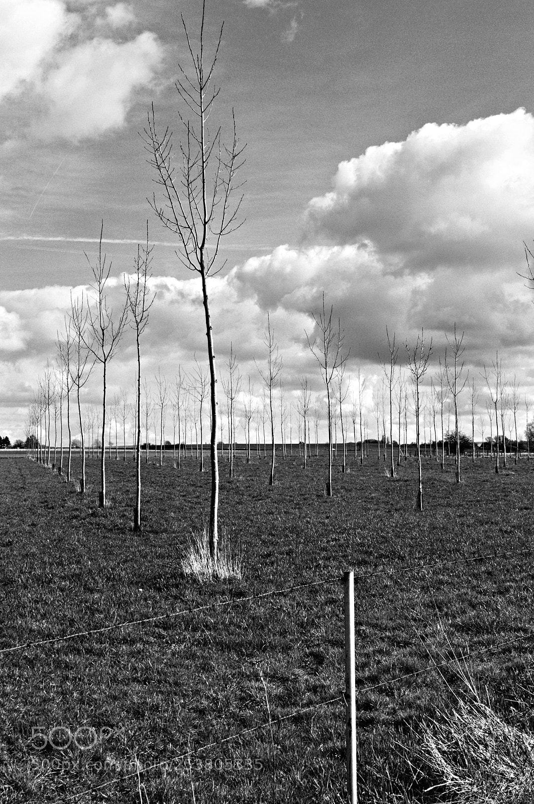 Nikon D3200 sample photo. Cloud&trees photography