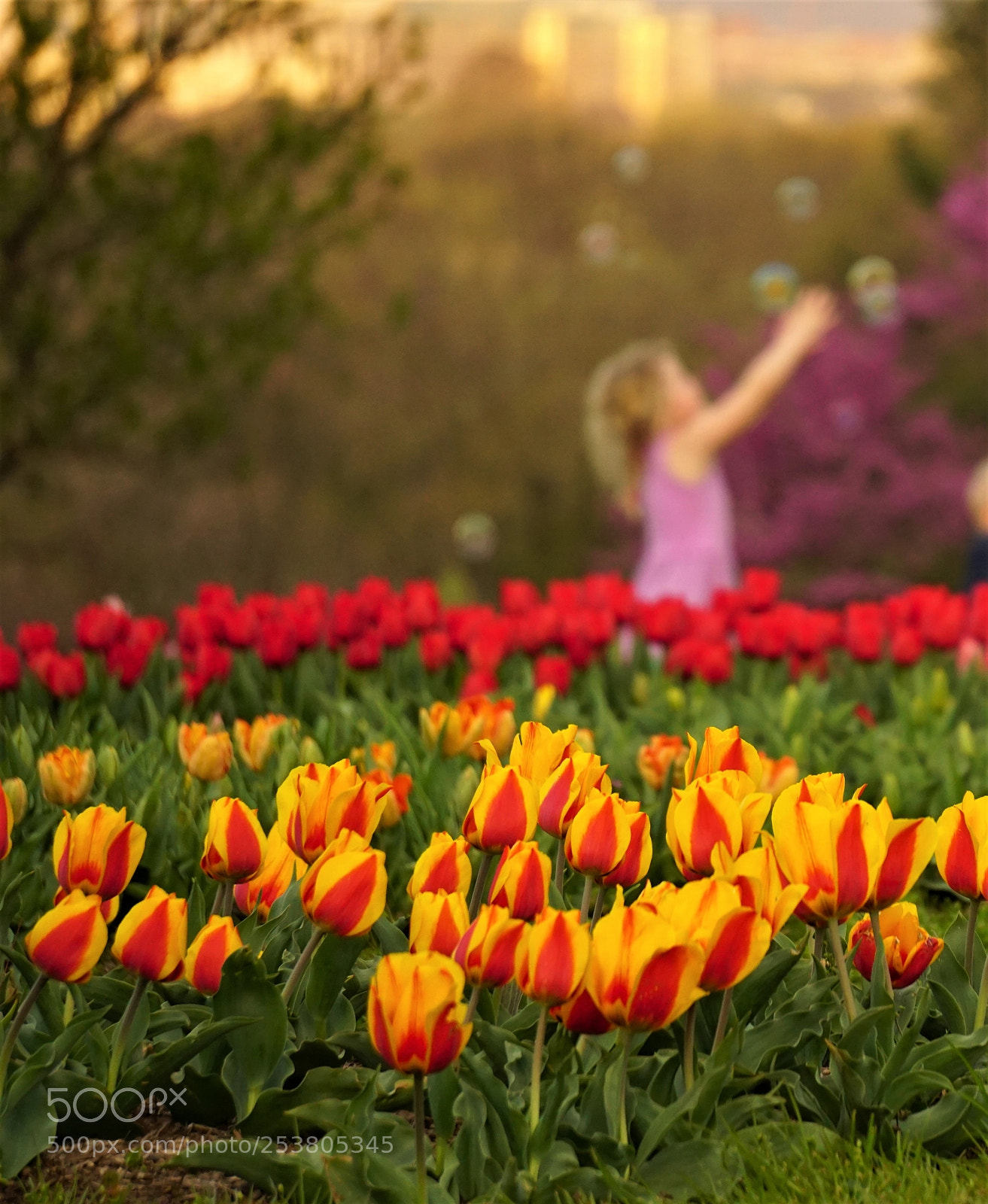 Sony a6000 sample photo. Playful garden photography