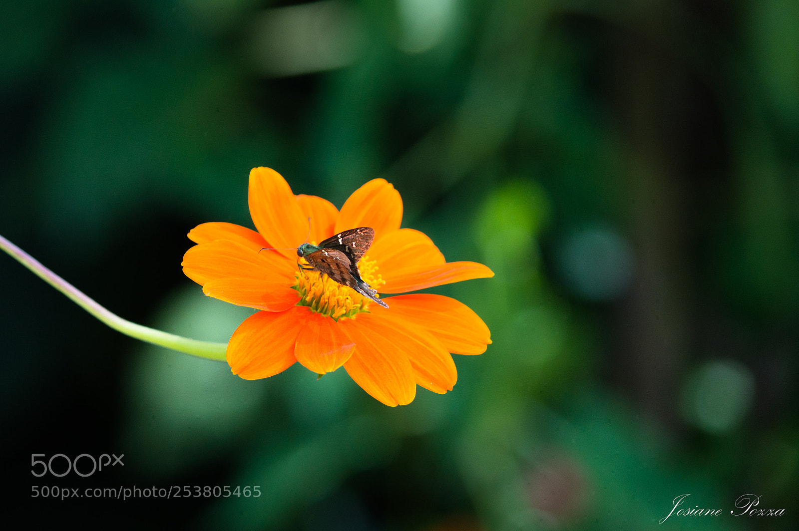 Nikon D3200 sample photo. Little  butterfly photography