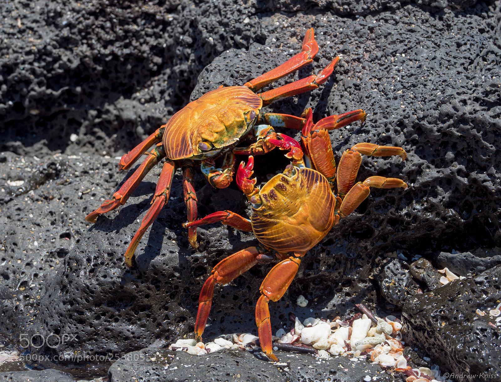 Olympus OM-D E-M5 II sample photo. Crab battle photography