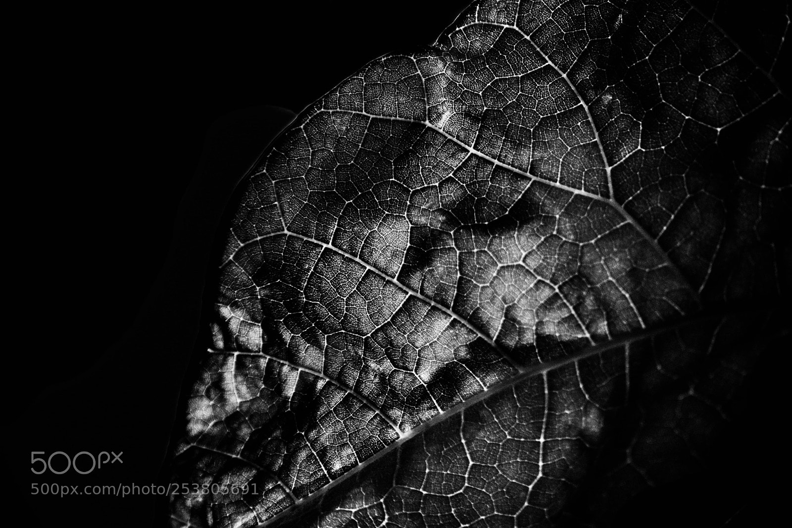 Nikon D3300 sample photo. Leaves photography