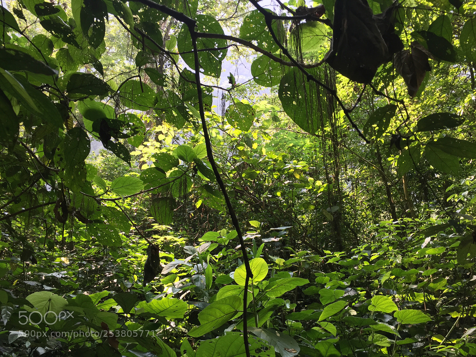 Apple iPhone 6 sample photo. Untitled photography