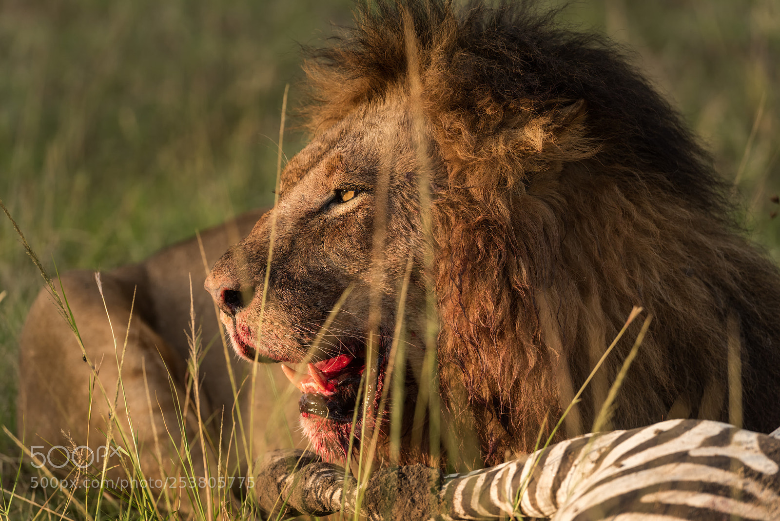 Nikon D810 sample photo. The kill photography