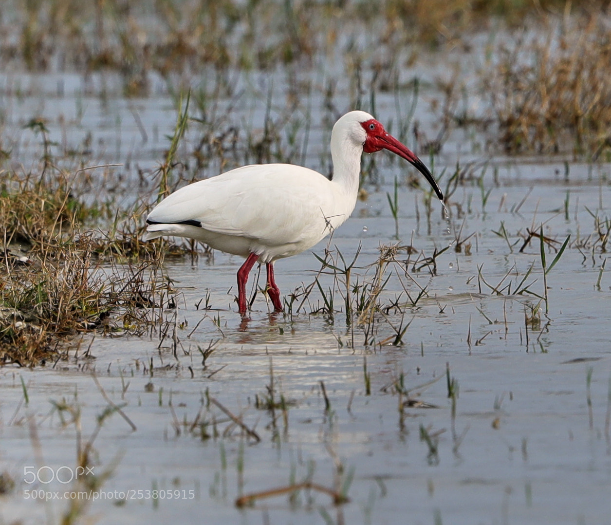 Canon EOS-1D X Mark II sample photo. 04-15-18-0012762.jpg photography