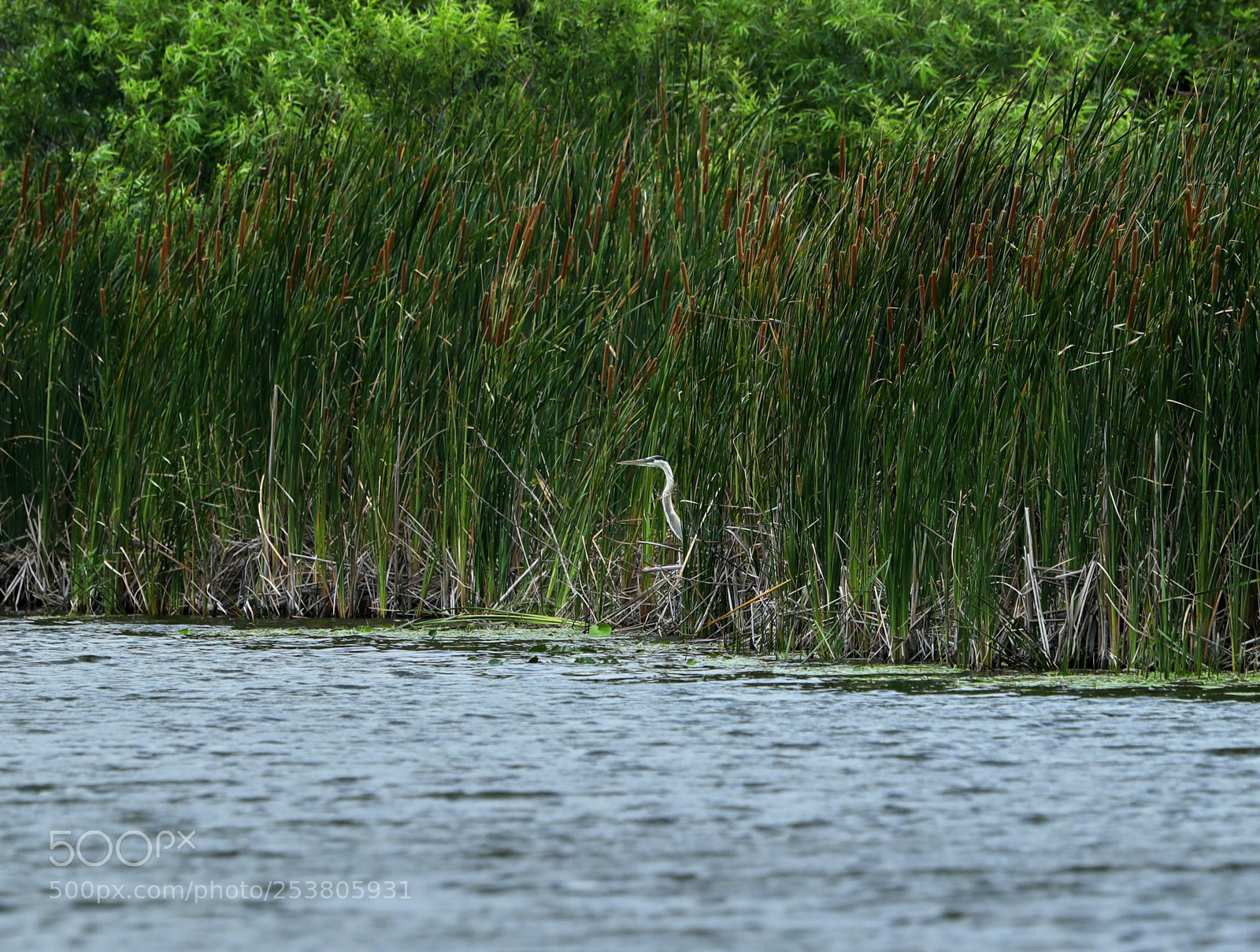 Canon EOS-1D X Mark II sample photo. 04-15-18-0012754.jpg photography