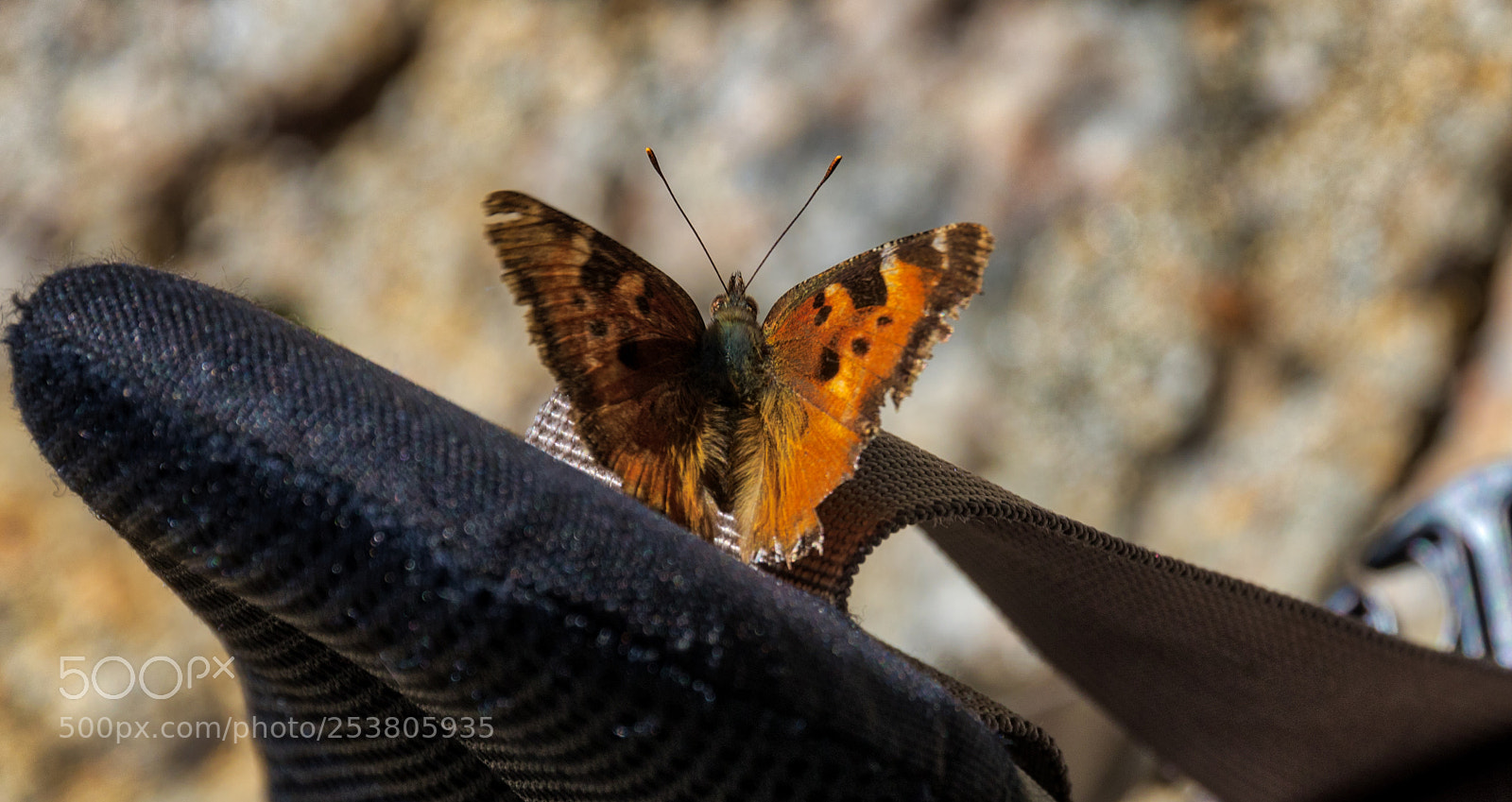 Pentax K-3 II sample photo. Butterfly - hetch hetchy photography