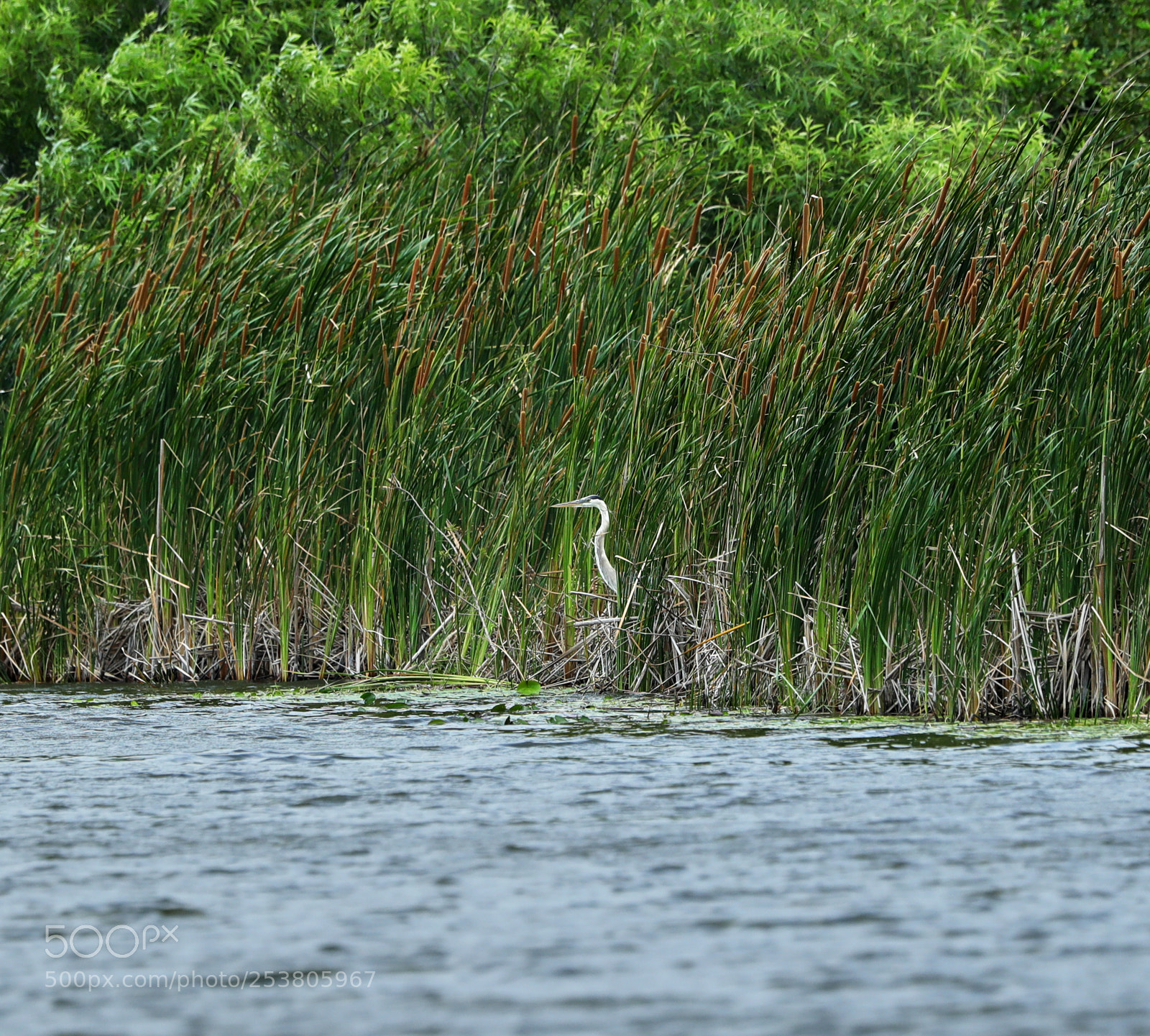 Canon EOS-1D X Mark II sample photo. 04-15-18-0012748.jpg photography