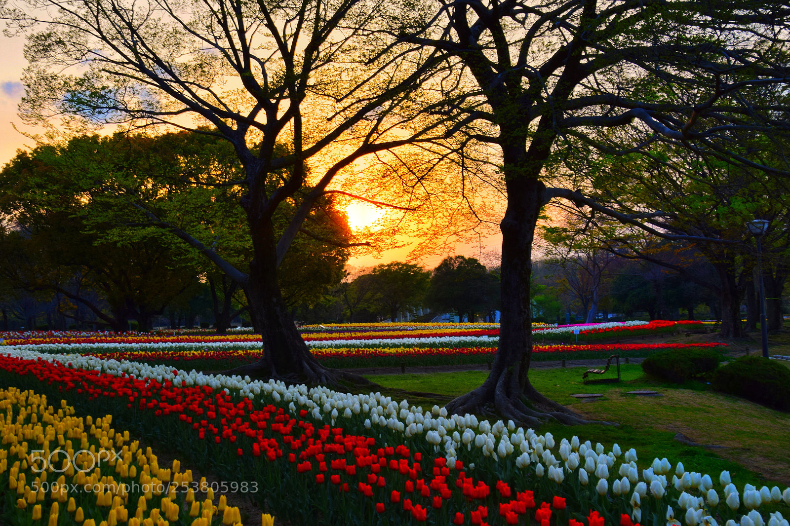 Nikon D3300 sample photo. The tulip garden photography