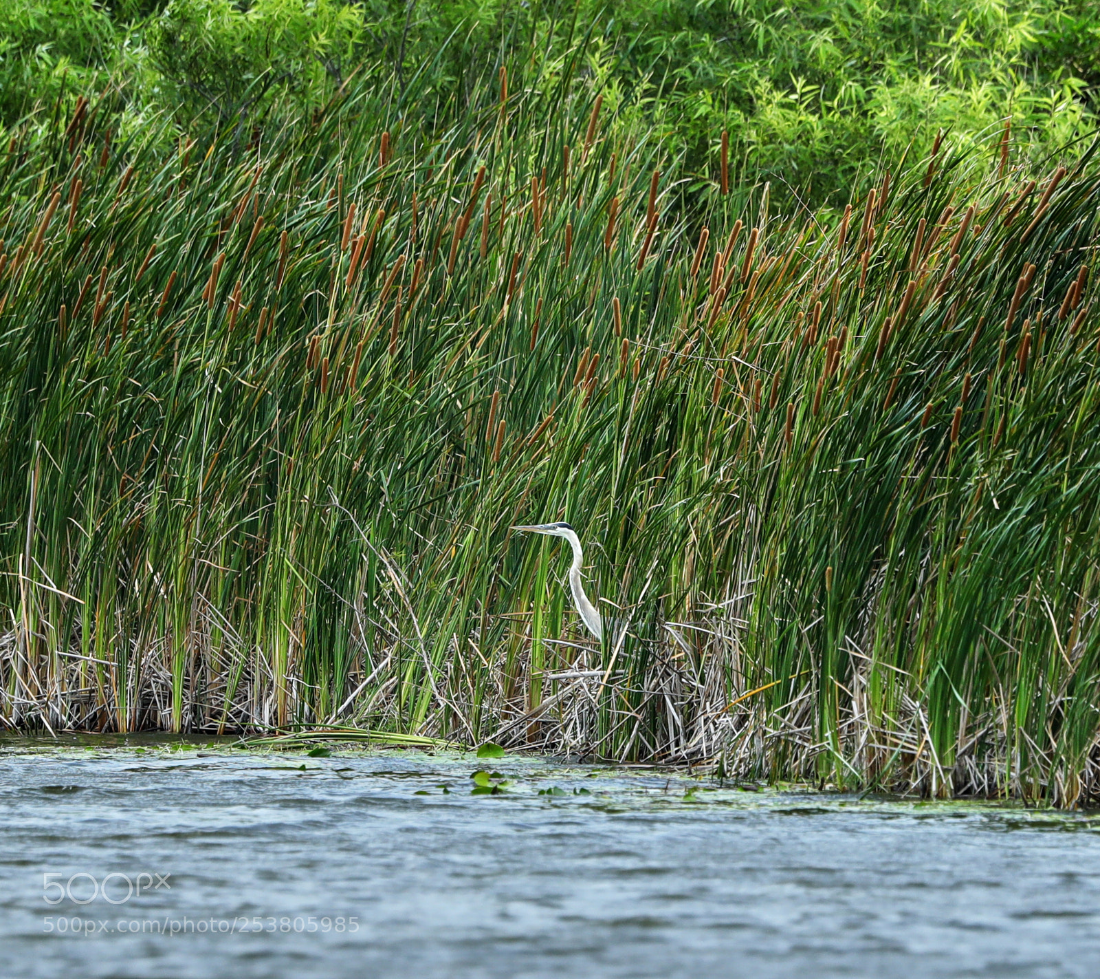 Canon EOS-1D X Mark II sample photo. 04-15-18-0012745.jpg photography