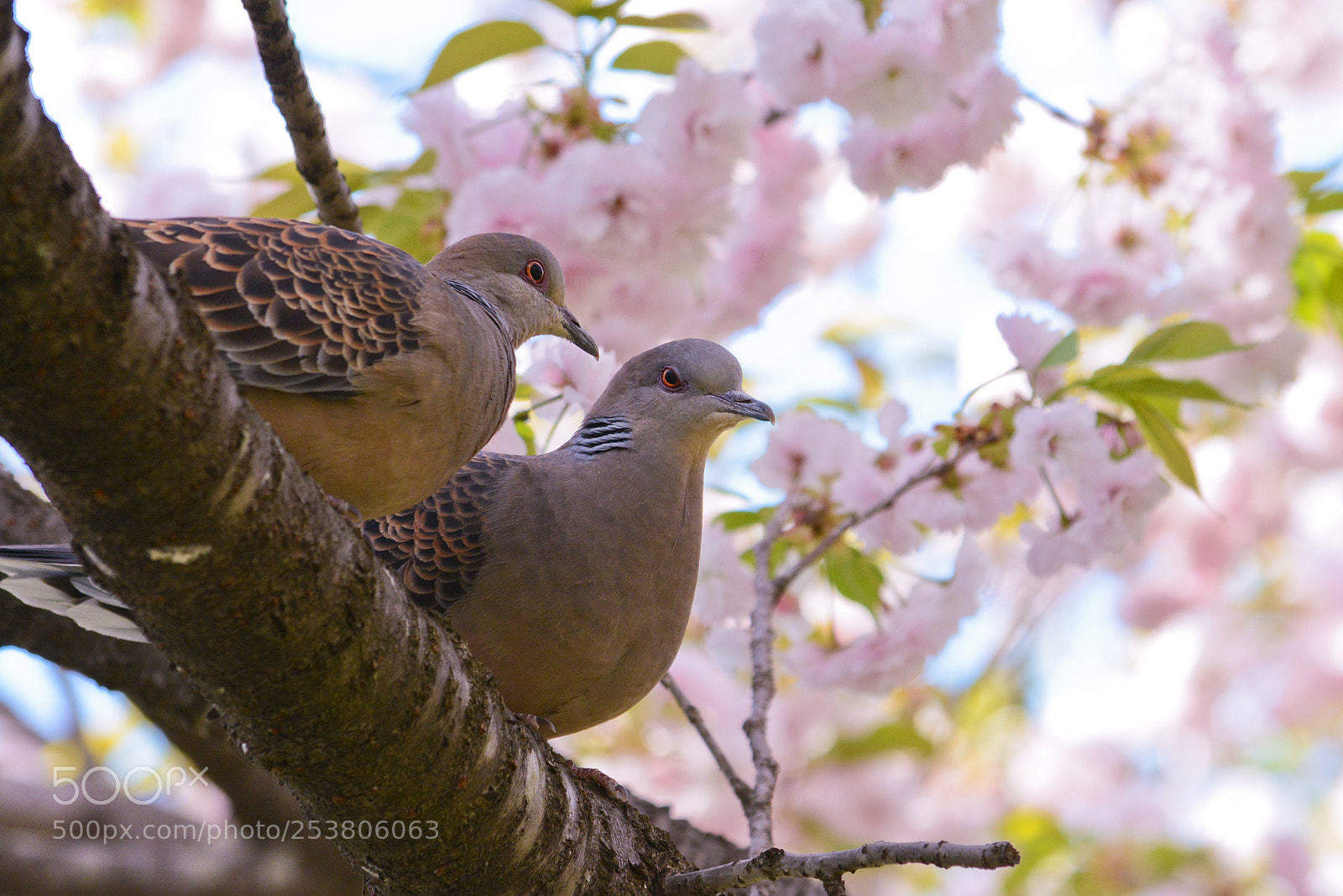 Nikon D7100 sample photo. Turtle doves and yaesakura photography