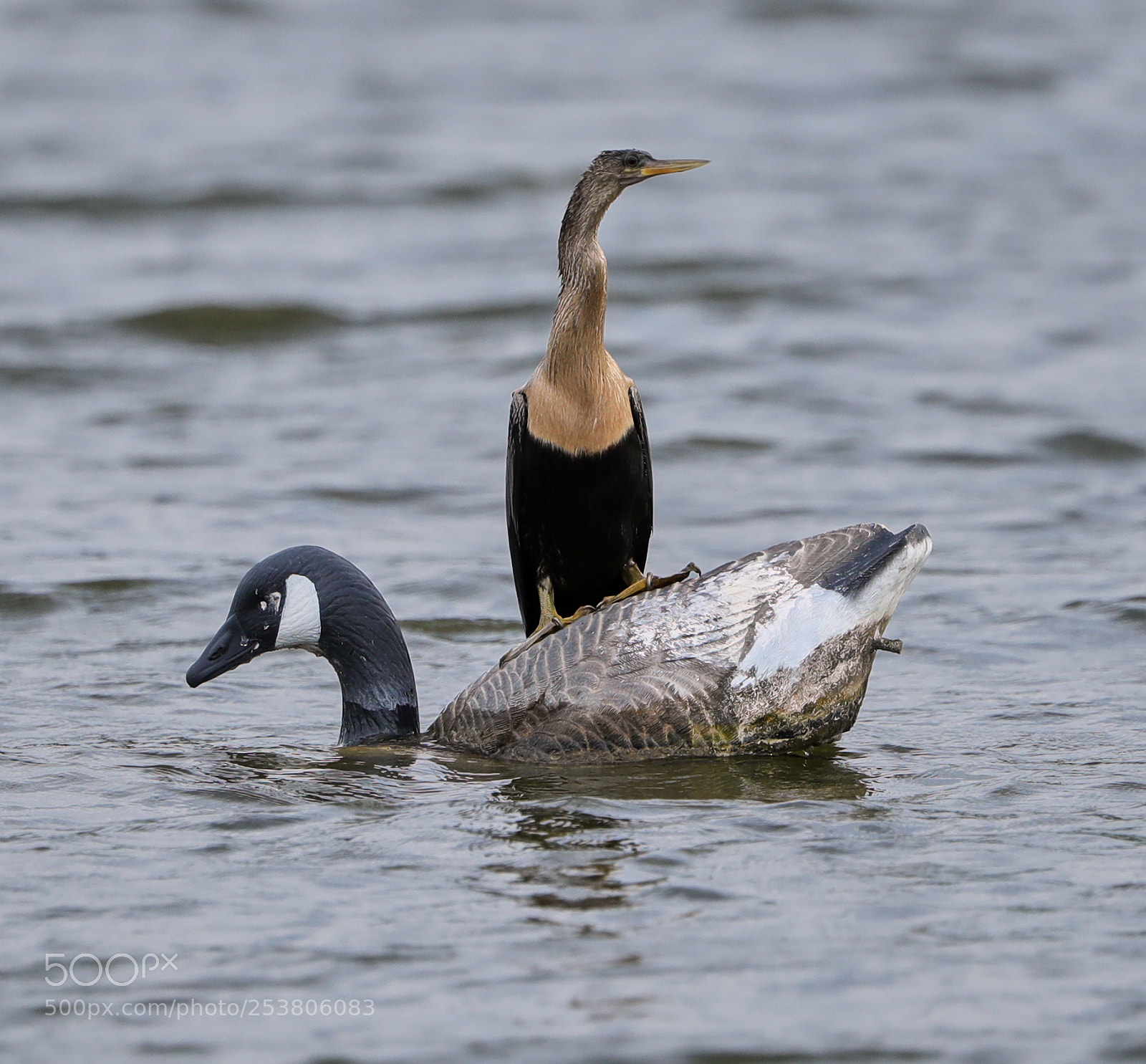 Canon EOS-1D X Mark II sample photo. 04-15-18-0012737.jpg photography