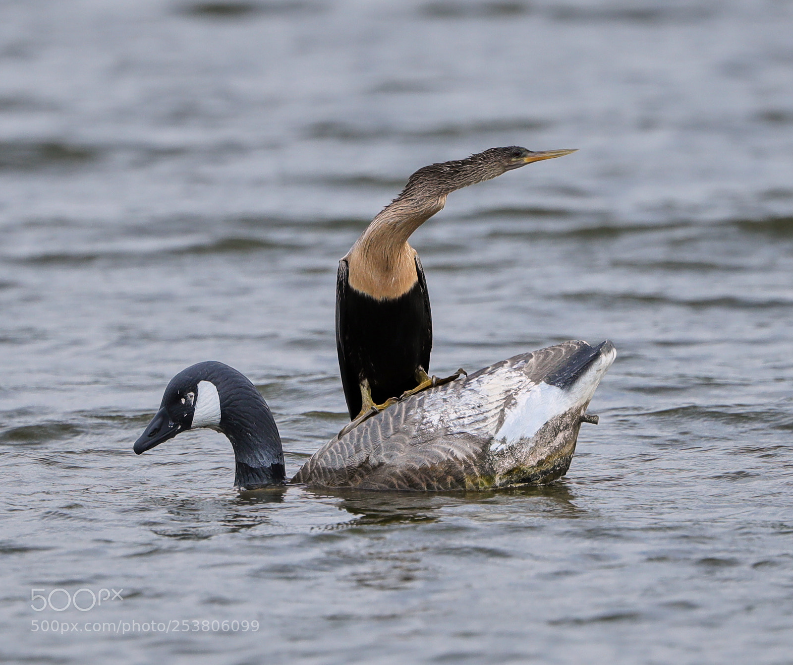 Canon EOS-1D X Mark II sample photo. 04-15-18-0012736.jpg photography