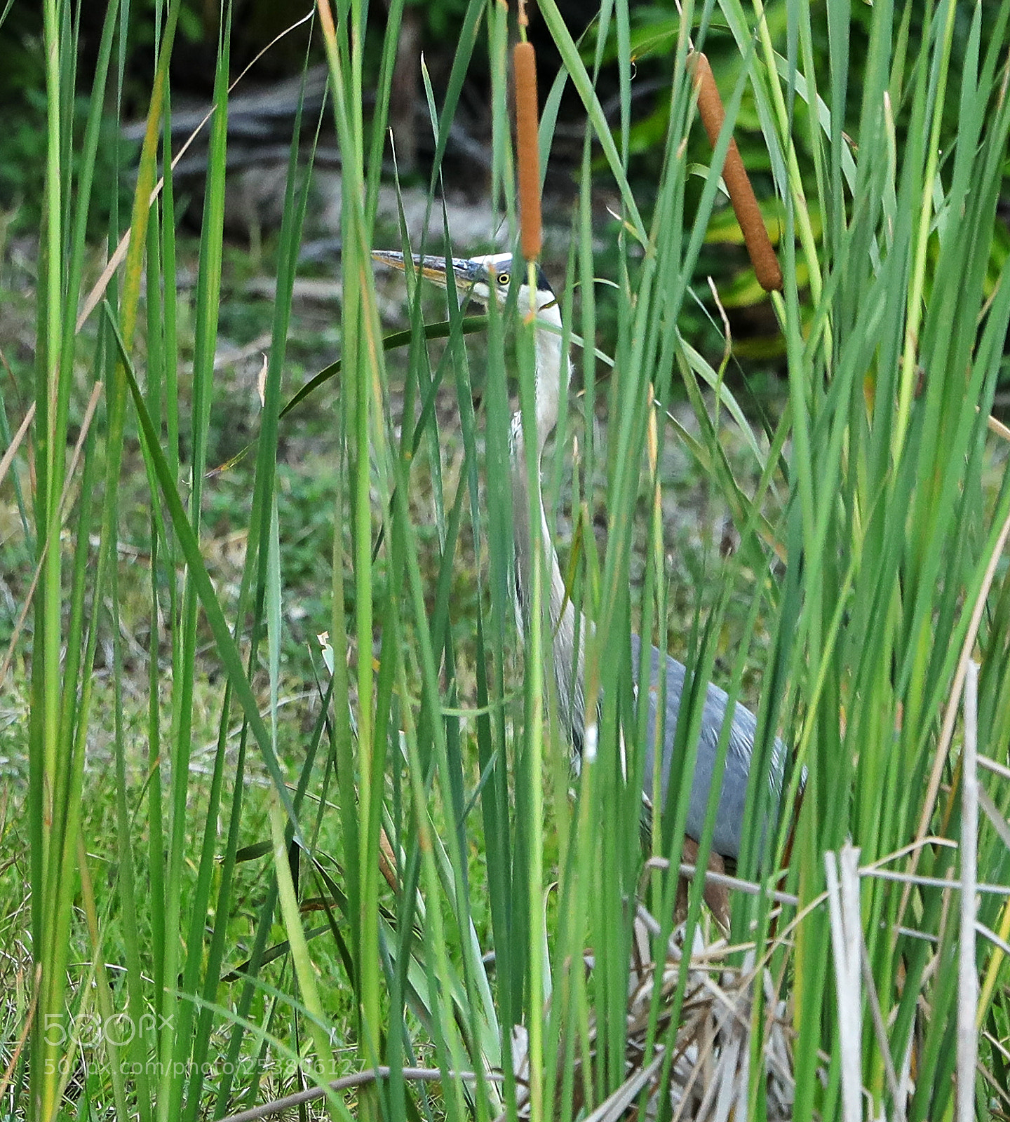Canon EOS-1D X Mark II sample photo. 04-15-18-0012689.jpg photography