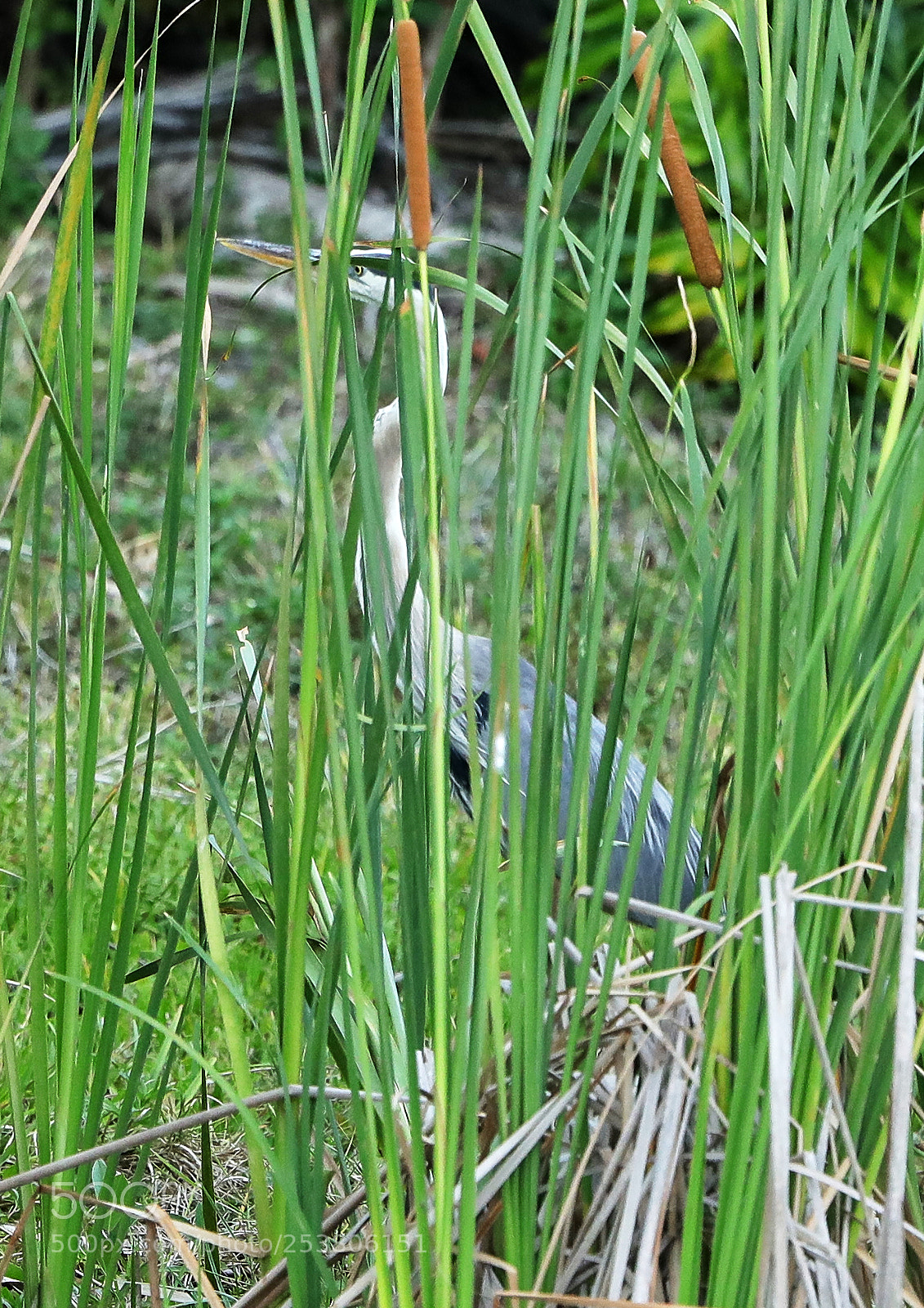Canon EOS-1D X Mark II sample photo. 04-15-18-0012687.jpg photography